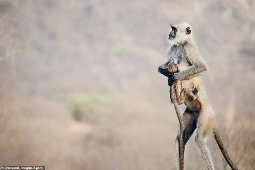 Las imágenes de vida silvestre más impresionantes del concurso fotográfico Agora # Wild2020