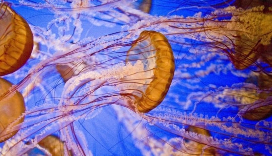 Las medusas más hermosas y brillantes