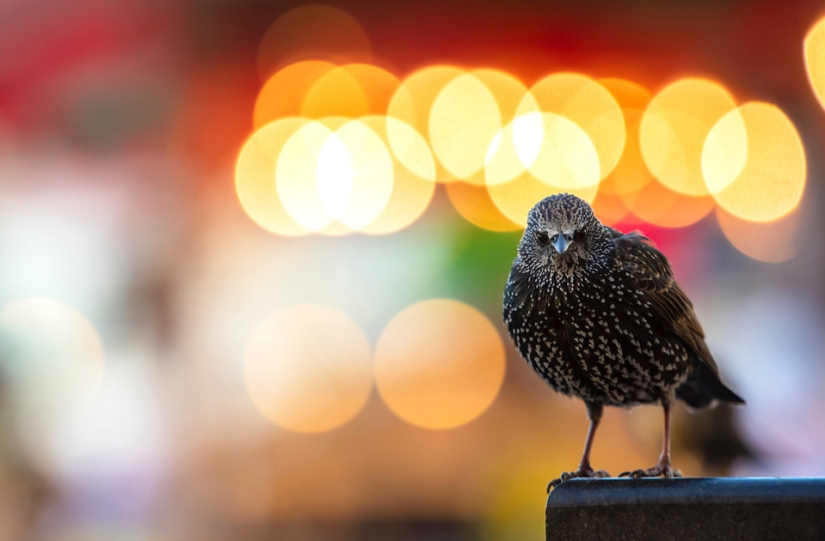 Las mejores fotos de aves del concurso Fotógrafo de Aves del Año Las mejores fotos de aves del concurso Fotógrafo de Aves del Año