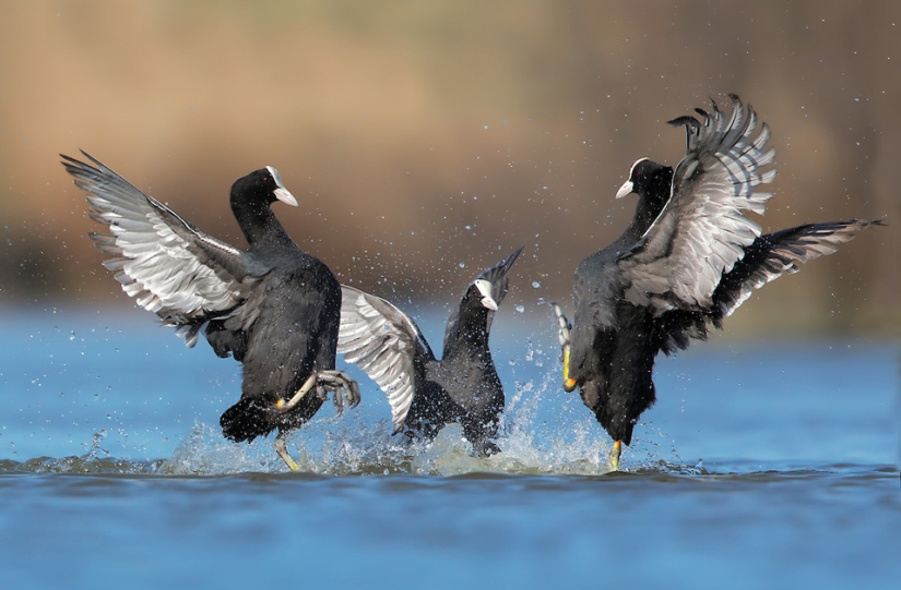 Las mejores fotos de aves del concurso Fotógrafo de Aves del Año Las mejores fotos de aves del concurso Fotógrafo de Aves del Año