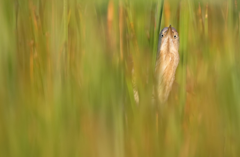 Las mejores fotos de aves del concurso Fotógrafo de Aves del Año Las mejores fotos de aves del concurso Fotógrafo de Aves del Año