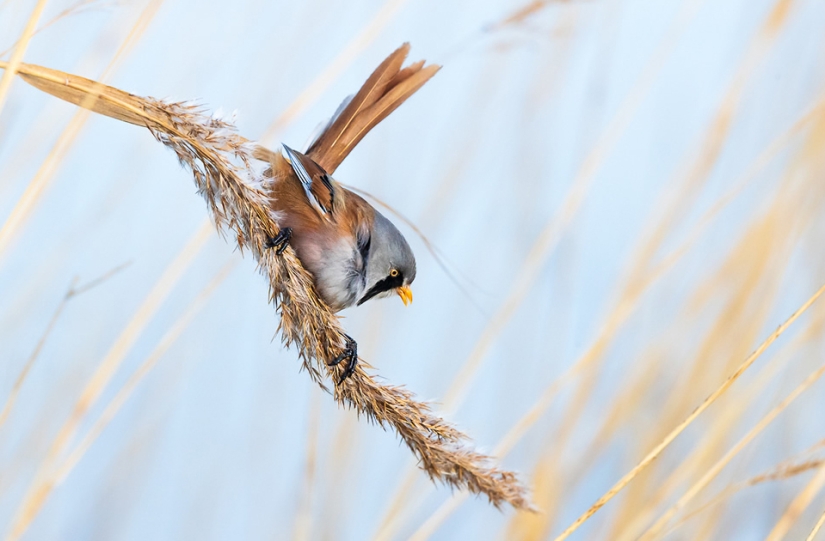 Las mejores fotos de aves del concurso Fotógrafo de Aves del Año Las mejores fotos de aves del concurso Fotógrafo de Aves del Año