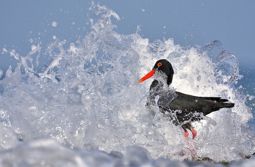 Las mejores fotos de aves del concurso Fotógrafo de Aves del Año Las mejores fotos de aves del concurso Fotógrafo de Aves del Año