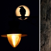 Las mejores fotos de aves del concurso Fotógrafo de Aves del Año