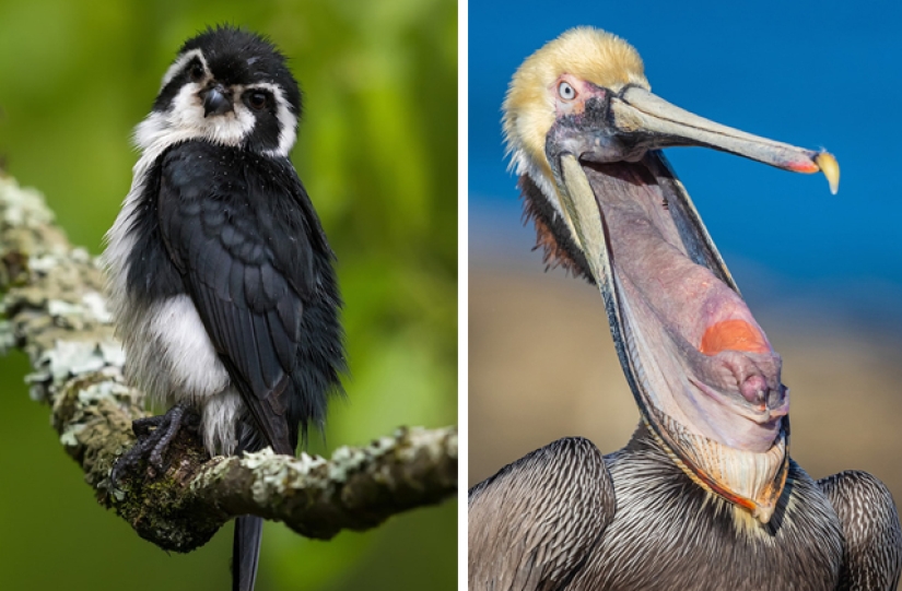 Las mejores fotos de aves del concurso Fotógrafo de Aves del Año Las mejores fotos de aves del concurso Fotógrafo de Aves del Año