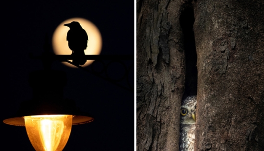 Las mejores fotos de aves del concurso Fotógrafo de Aves del Año