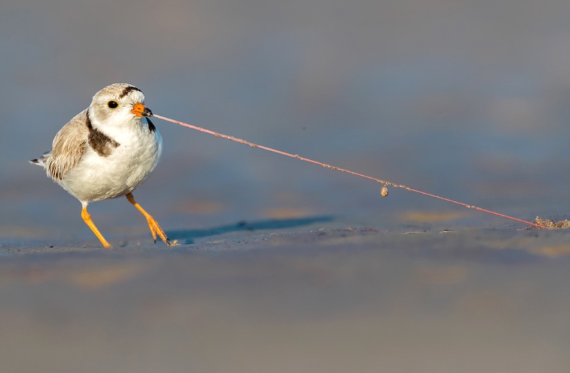 Las mejores fotos de aves del concurso Fotógrafo de Aves del Año Las mejores fotos de aves del concurso Fotógrafo de Aves del Año