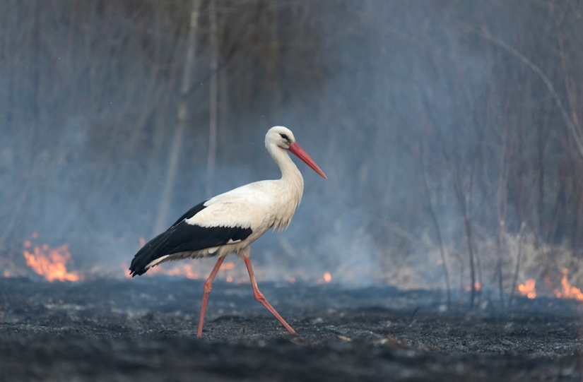 Las mejores fotos de aves del concurso Fotógrafo de Aves del Año Las mejores fotos de aves del concurso Fotógrafo de Aves del Año
