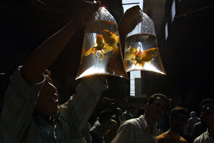 Las mejores fotos de Sergey Maksimishin