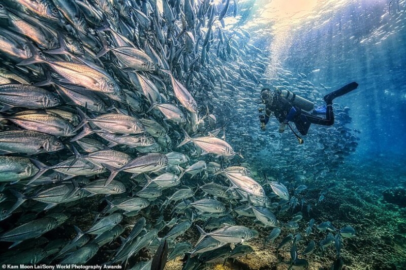 Las mejores fotos del Sony World Photography Award 2020