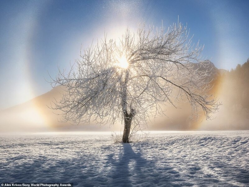 Las mejores fotos del Sony World Photography Award 2020