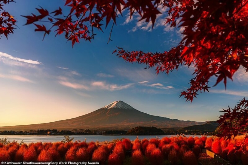 Las mejores fotos del Sony World Photography Award 2020