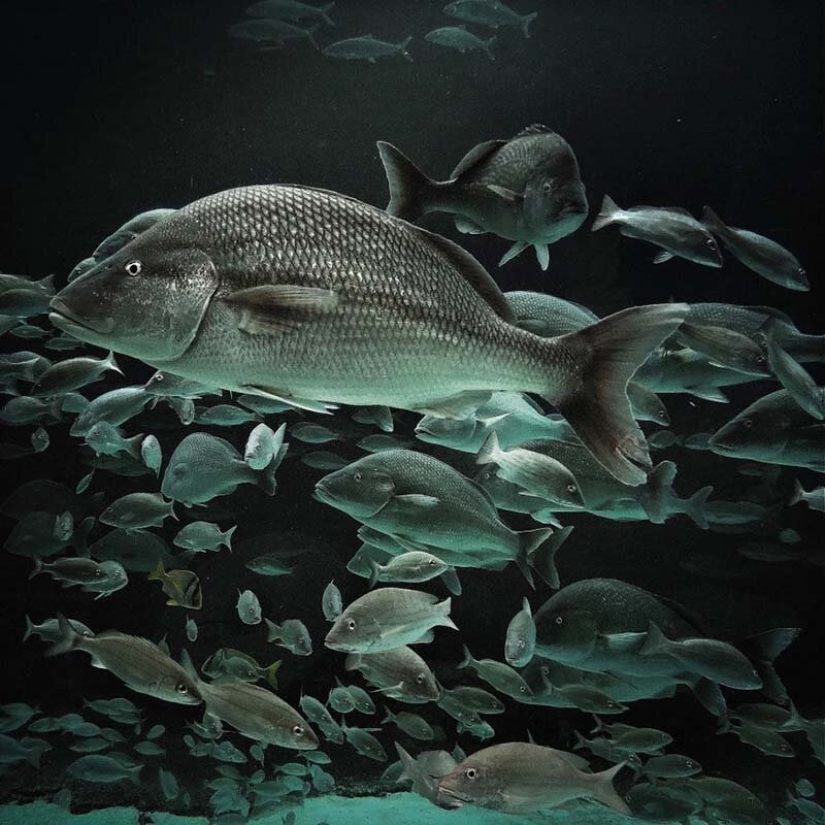 Las mejores fotos móviles del año: se han anunciado los ganadores de los iPhone Photography Awards 2019