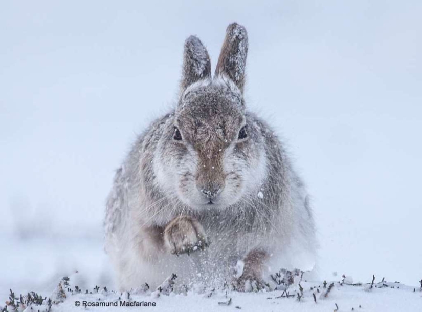 Las mejores tomas de los finalistas del concurso de fotografía de vida silvestre Las mejores tomas de los finalistas del concurso de fotografía de vida silvestre