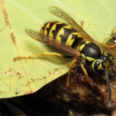 Las picaduras de insectos más dolorosas