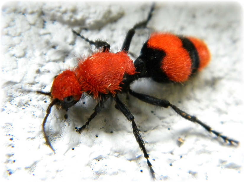 Las picaduras de insectos más dolorosas Las picaduras de insectos más dolorosas