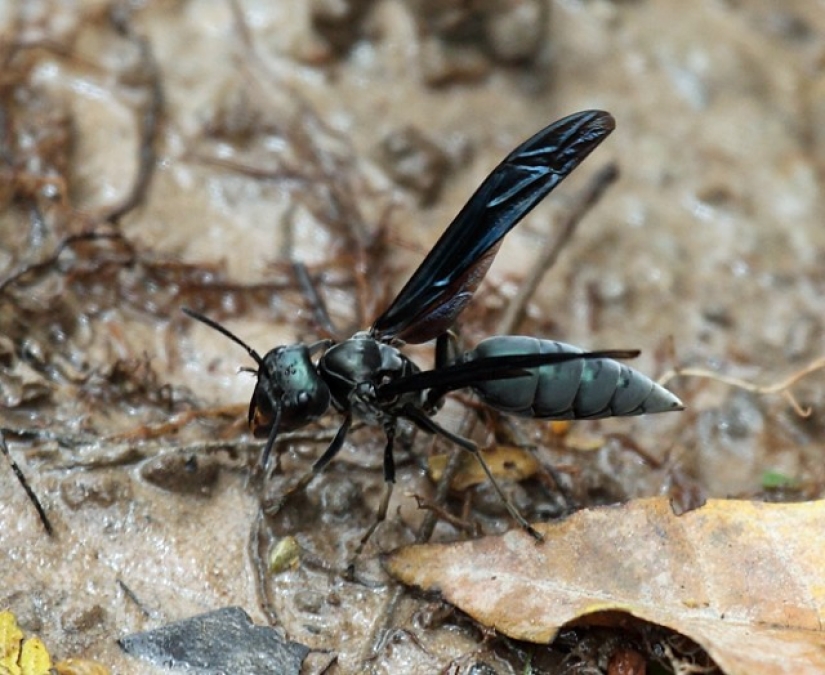 Las picaduras de insectos más dolorosas Las picaduras de insectos más dolorosas