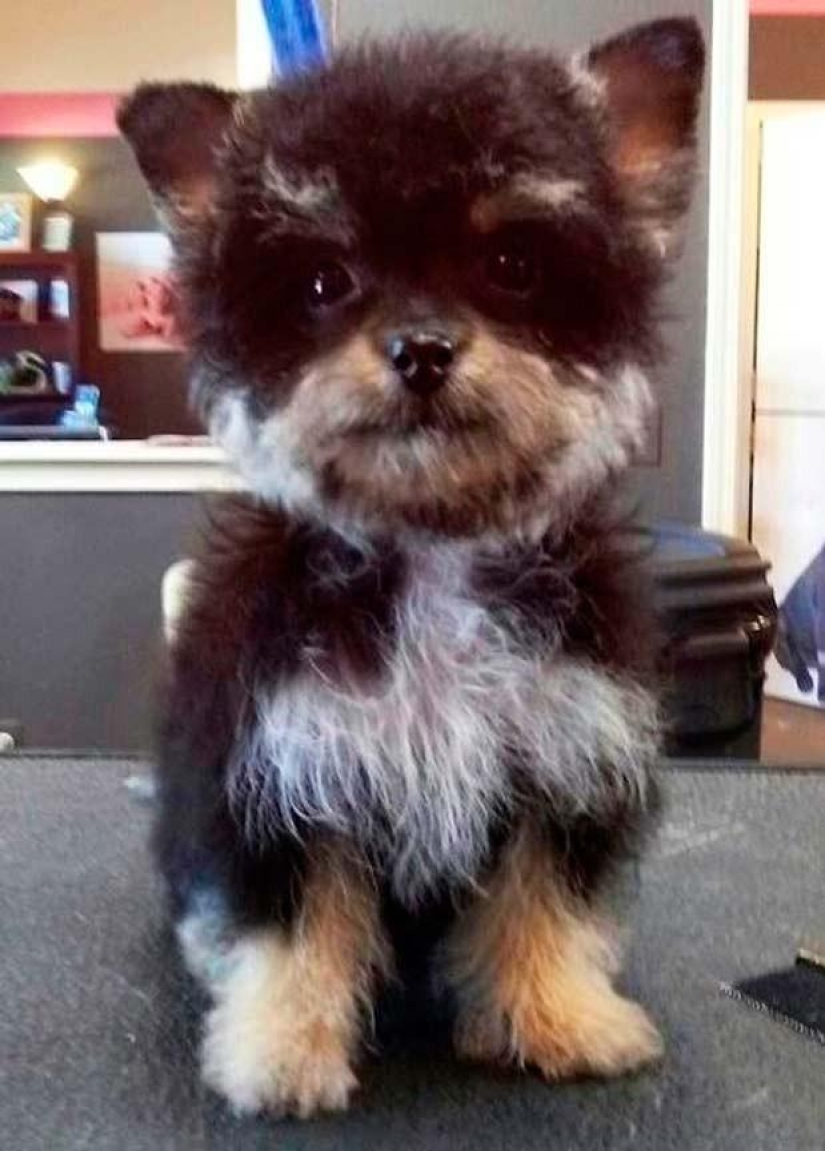 Las razas de perros más pequeñas del mundo. Las razas de perros más pequeñas del mundo.