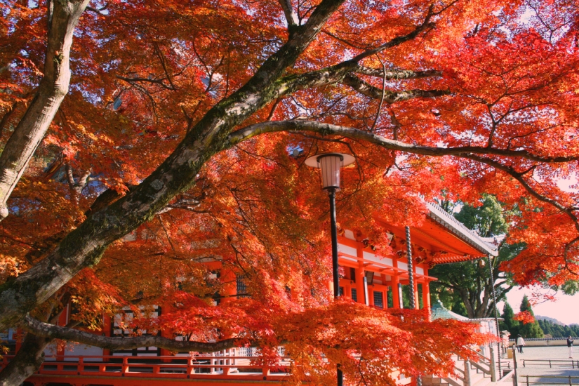 Leaves of maple in a deep fryer Leaves of maple in a deep fryer