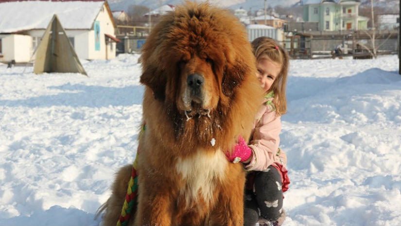 Leones de nieve: del Tíbet a Kazajistán Leones de nieve: del Tíbet a Kazajistán