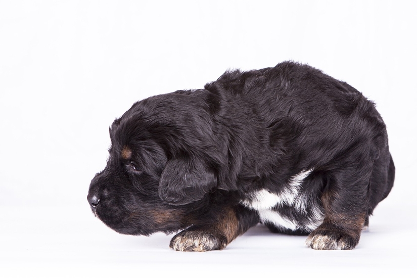 Leones de nieve: del Tíbet a Kazajistán Leones de nieve: del Tíbet a Kazajistán