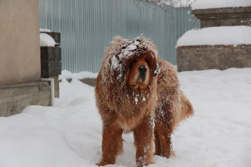 Leones de nieve: del Tíbet a Kazajistán Leones de nieve: del Tíbet a Kazajistán