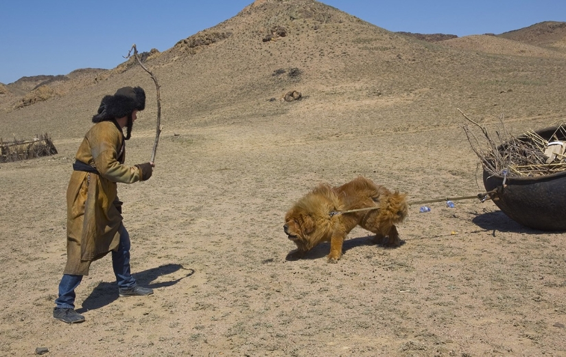 Leones de nieve: del Tíbet a Kazajistán Leones de nieve: del Tíbet a Kazajistán