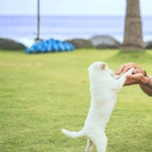 Licencia por cuidado de perros: Estas compañías dan descanso remunerado cuando los empleados tienen una mascota