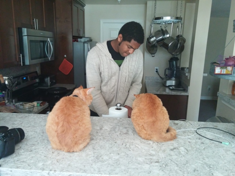 Life hack for travelers: how animal lovers can find free housing abroad