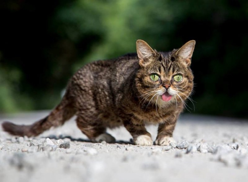 Lil Bab's cat died, touching millions of users with her muzzle