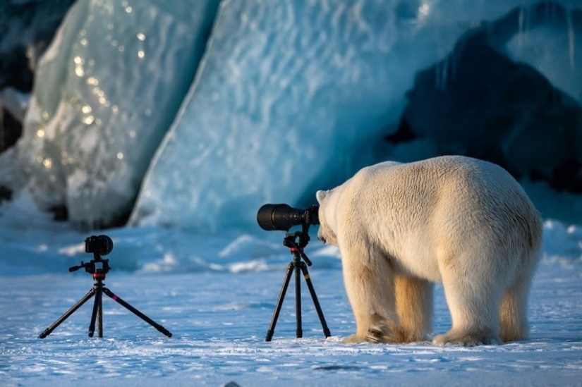 Lo más divertido de los Comedy Wildlife Photography Awards 2018