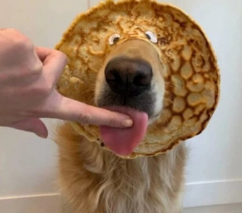 Look at you, Maslenitsa! Well, let's go jokes about pancakes