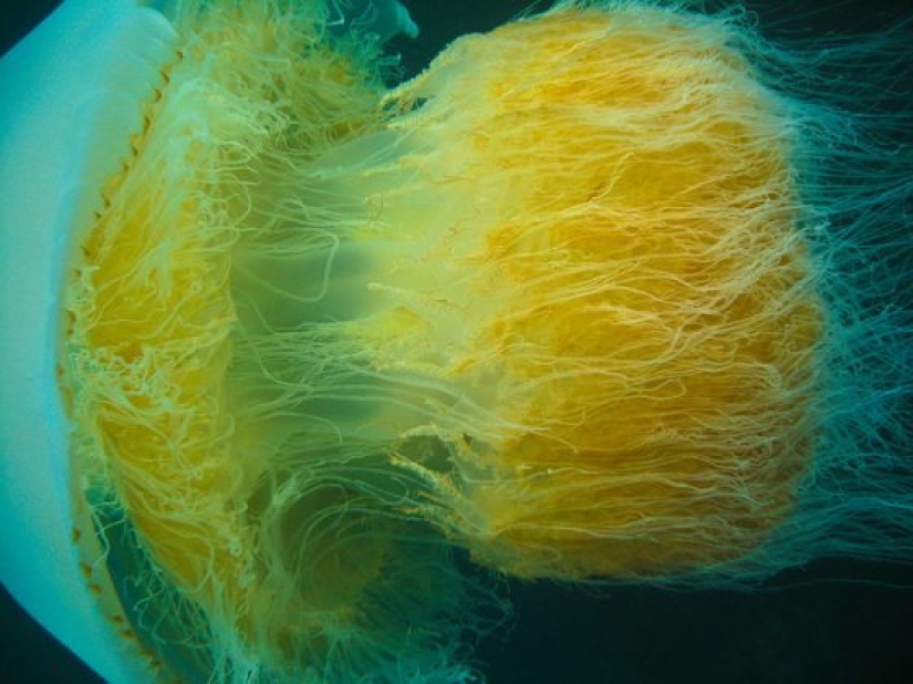 Los 10 alimentos más mortales que se deben evitar Los 10 alimentos más mortales que se deben evitar