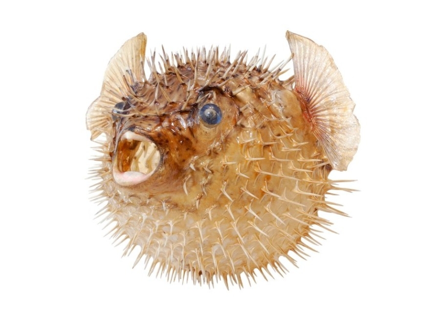 Los 10 venenos más poderosos Los 10 venenos más poderosos