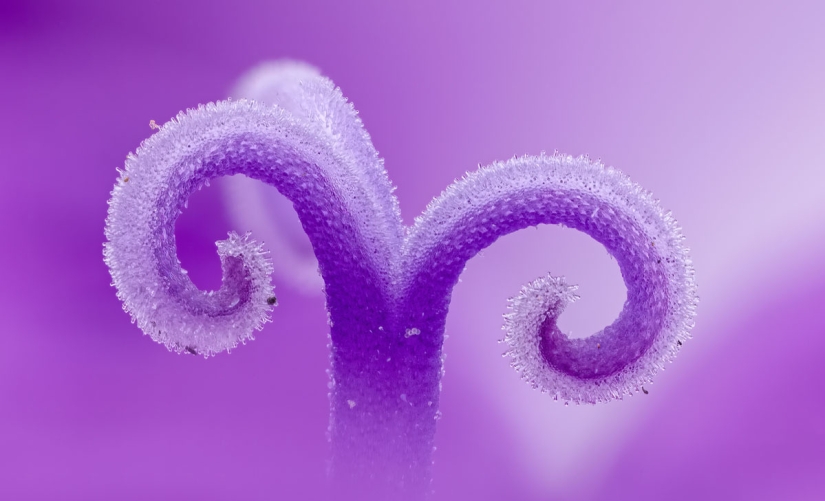 Los 20 mejores trabajos del Concurso de Microfotografía Nikon Small World 2019