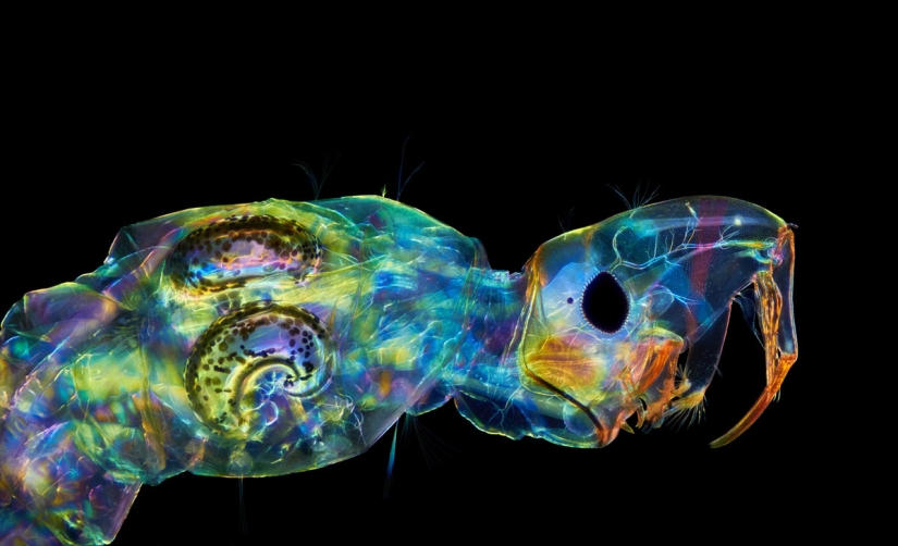 Los 20 mejores trabajos del Concurso de Microfotografía Nikon Small World 2019