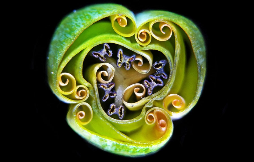 Los 20 mejores trabajos del Concurso de Microfotografía Nikon Small World 2019