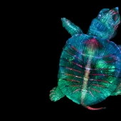 Los 20 mejores trabajos del Concurso de Microfotografía Nikon Small World 2019