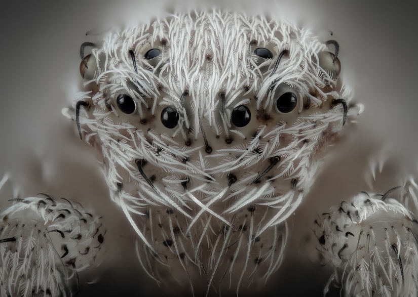 Los 20 mejores trabajos del Concurso de Microfotografía Nikon Small World 2019