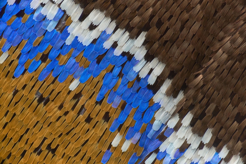 Los 20 mejores trabajos del Concurso de Microfotografía Nikon Small World 2019