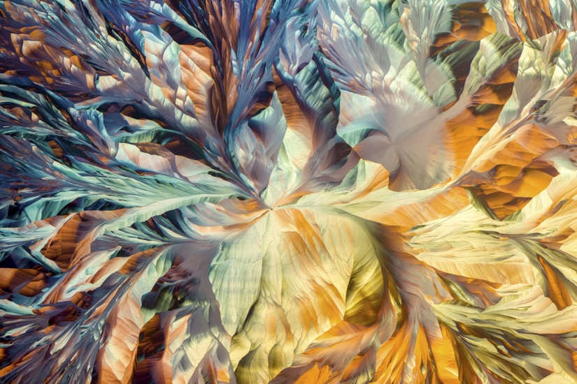 Los 20 mejores trabajos del Concurso de Microfotografía Nikon Small World 2019