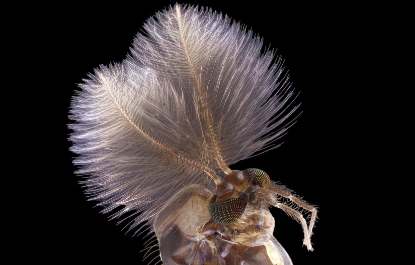 Los 20 mejores trabajos del Concurso de Microfotografía Nikon Small World 2019