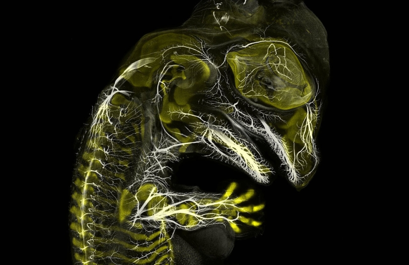 Los 20 mejores trabajos del Concurso de Microfotografía Nikon Small World 2019