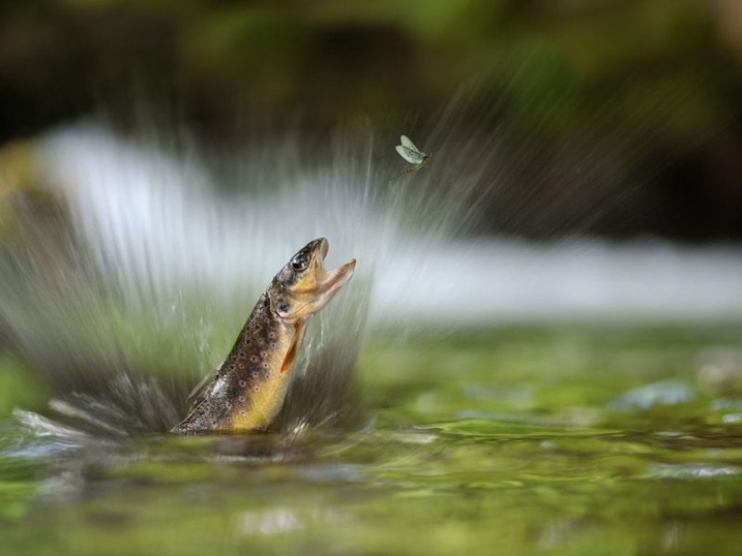 los 25 mejores trabajos del concurso de fotografía Siena Photo Awards 2018