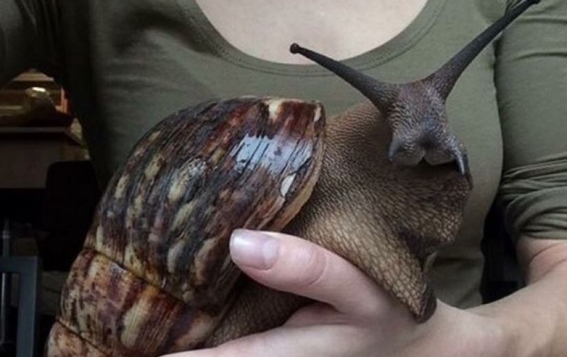 Los 7 animales más extraños y aterradores de los que deberías huir