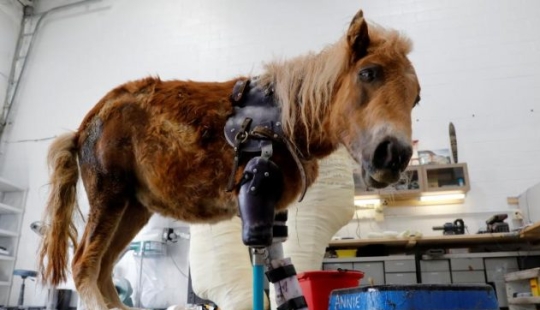 Los animales sin extremidades tienen una segunda oportunidad Los animales sin extremidades tienen una segunda oportunidad