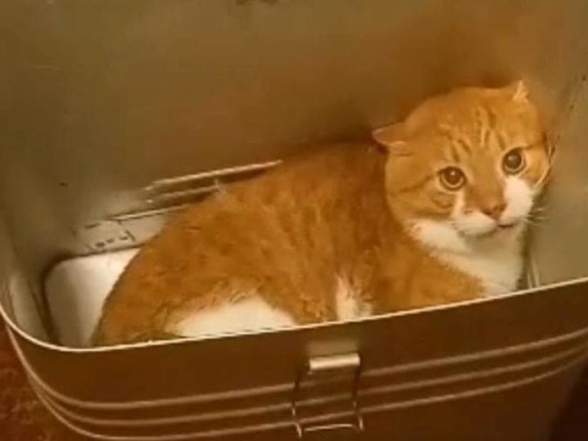 Los asesinos de Kuzi el gato fueron sentenciados y enviados a la cárcel