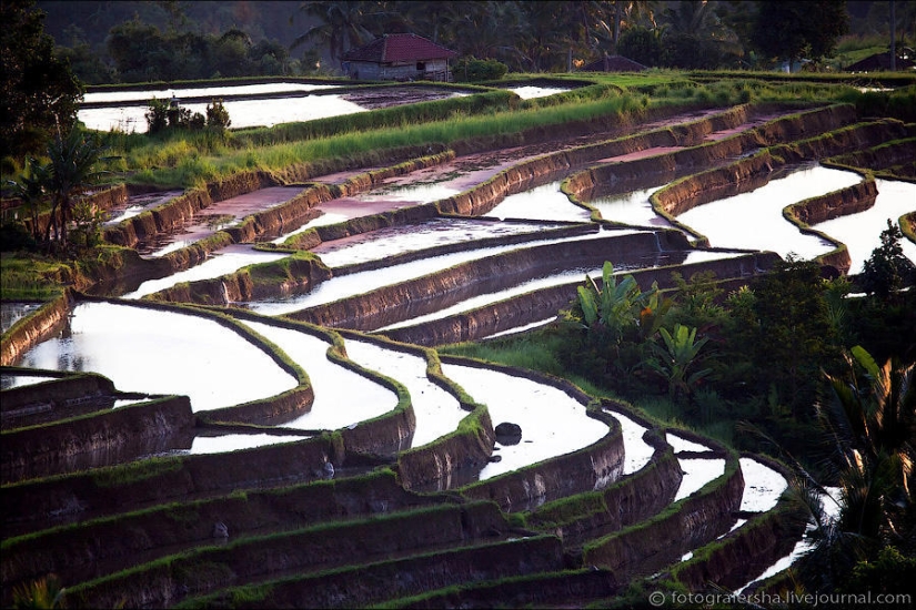 Los campos de arroz de bali