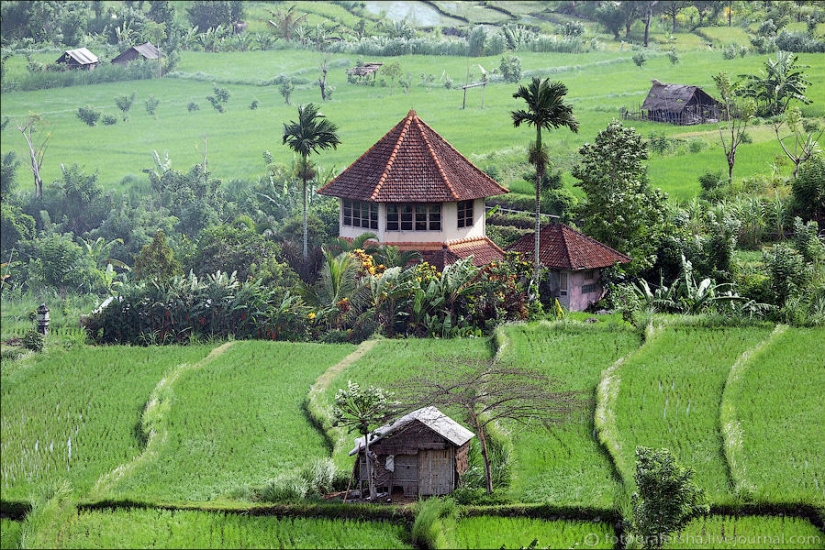 Los campos de arroz de bali
