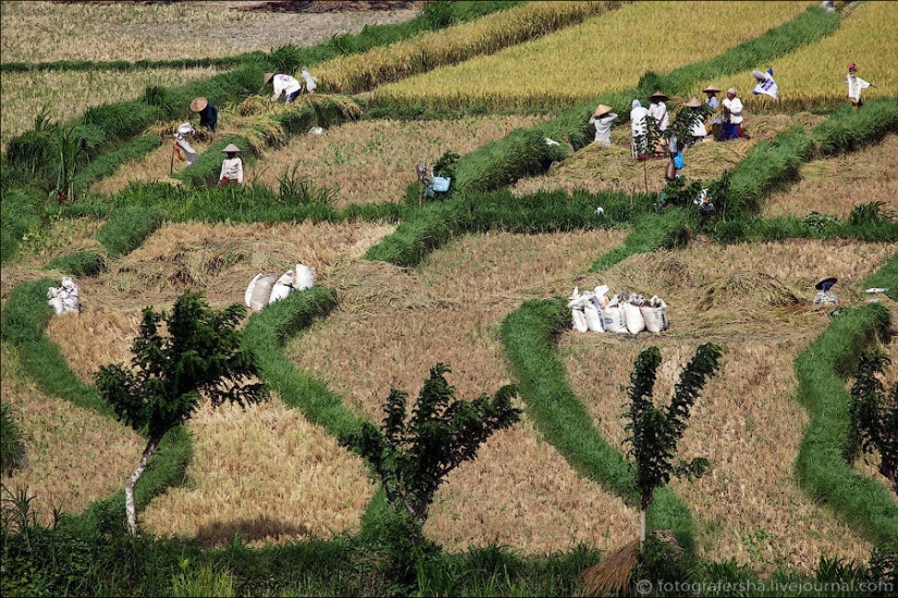 Los campos de arroz de bali
